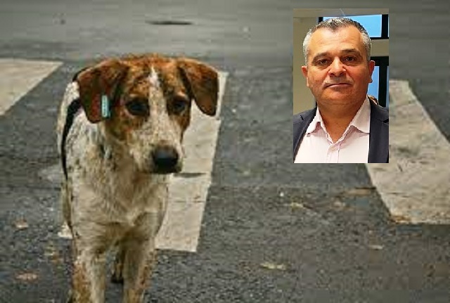 Αντιδήμαρχος Θ. Μακροδημήτρης: Το επιχειρησιακό σχέδιο του Δήμου Λαυρεωτικής για τα αδέσποτα
