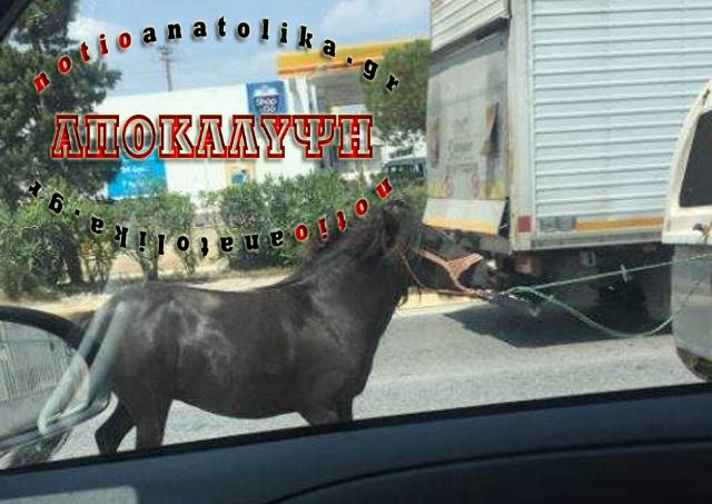 «Ζωέμπορος» στο Κορωπί ο ασυνείδητος που βασάνιζε άλογο στη Βάρης – Κορωπίου;
