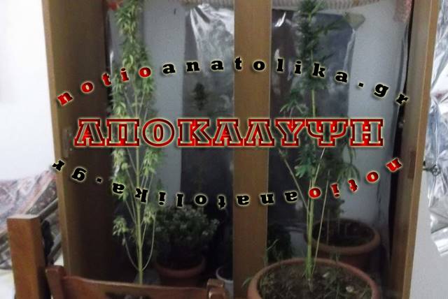 Παιανία: Καλλιεργούσε χασίς στη… ντουλάπα του σπιτιού του!