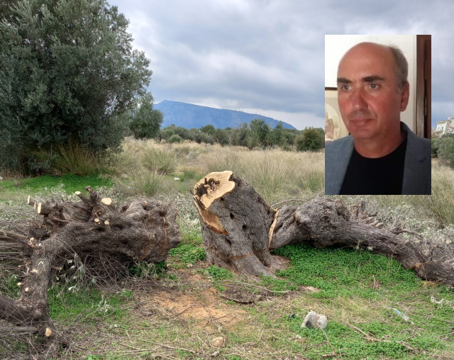 Μεσόγεια: Εφιάλτης για τους ιδιοκτήτες ελαιοδένδρων η παράνομη υλοτομία (Συνέντευξη)