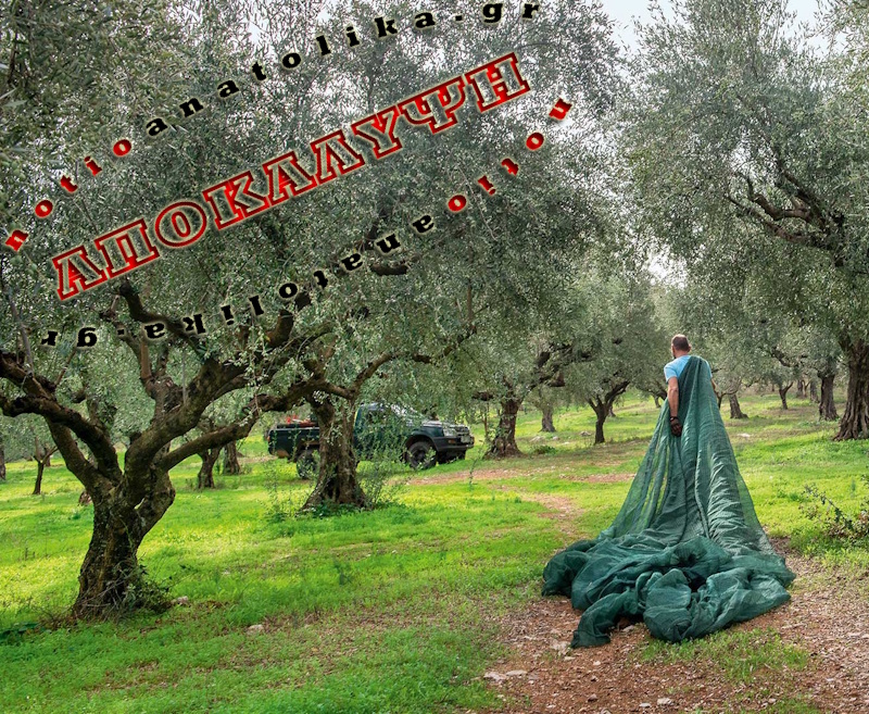 «Σβήνει» ο Μεσογείτικος ελαιώνας των 3.000 ετών: 10 κιλά καρπού για 1 κιλό λαδιού