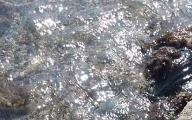 Φρίκη από αρρωστημένα μυαλά: Έδεσαν πέτρα σε σκυλί και το έπνιξαν πετώντας το στη θάλασσα του Πόρτο Ράφτη!