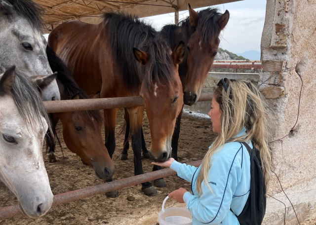 Εισαγγελική παρέμβαση για τα άλογα του Υμηττού – Σοβαρές οι ευθύνες της Περιφέρειας (Συνέντευξη) 