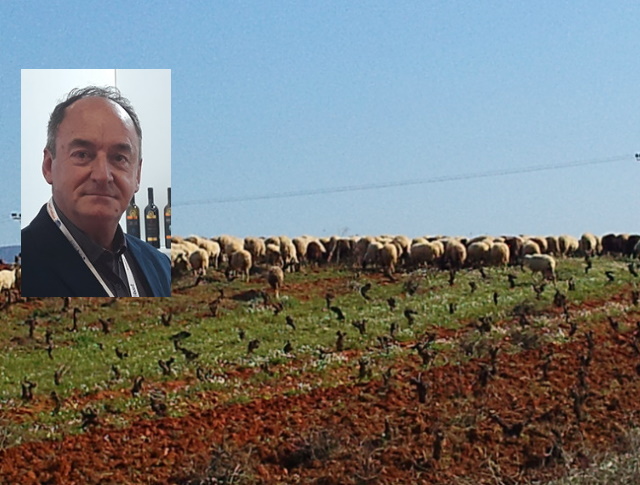 Ρομά εισβολείς και Πακιστανοί βοσκοί τινάζουν στον αέρα τις αμπελοκαλλιέργειες των Μεσογείων! (Συνέντευξη)