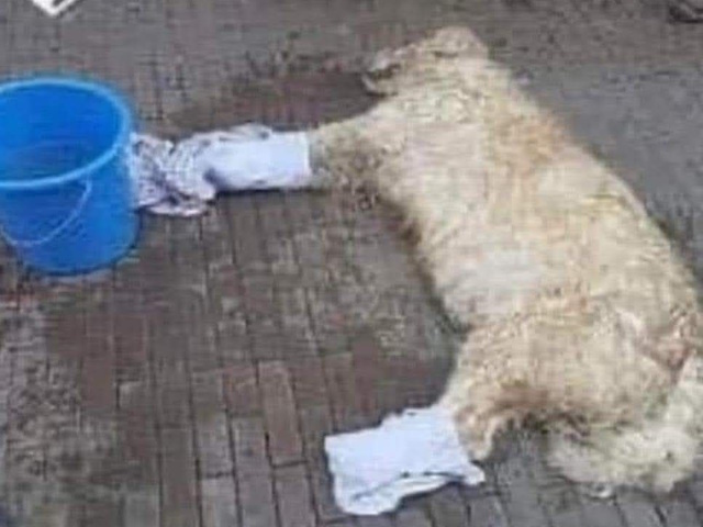 Πώς να σώσετε έναν σκύλο με θερμοπληξία