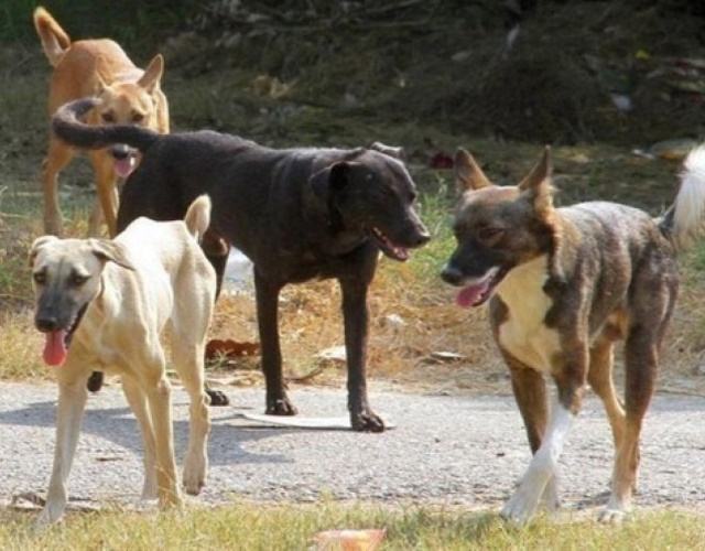 Ποιος ευθύνεται όταν ένα αδέσποτο επιτίθεται και τραυματίζει άνθρωπο – Τί αναφέρει η νομοθεσία 