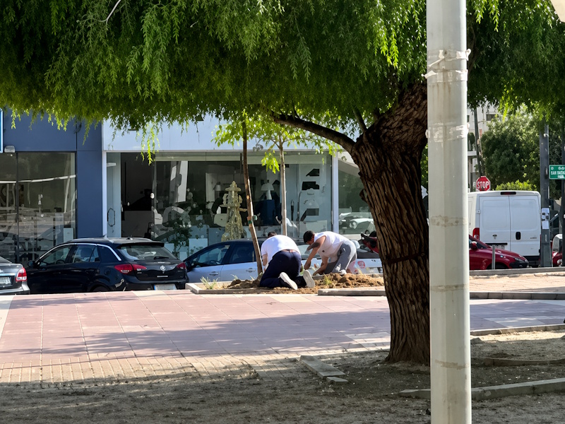 Δήμος Παλλήνης: Γκρίνια και εκνευρισμός στη διοίκηση Αηδόνη μετά τις μηνύσεις για τα δέντρα του Γέρακα