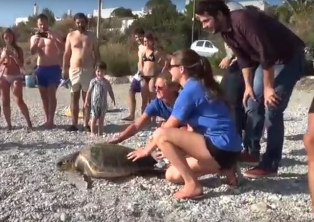 Η στιγμή της απελευθέρωσης μιας caretta – caretta από την «Καταφυγή» στο απέραντο γαλάζιο του Αιγαίου (Video) 