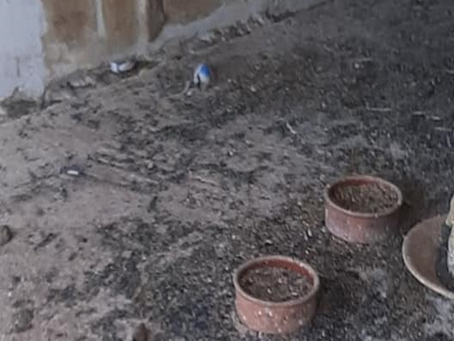 Λαγονήσι: Αναζητούνται ευθύνες για τον θάνατο δεκάδων ζώων από τη φωτιά στο ιδιωτικό καταφύγιο