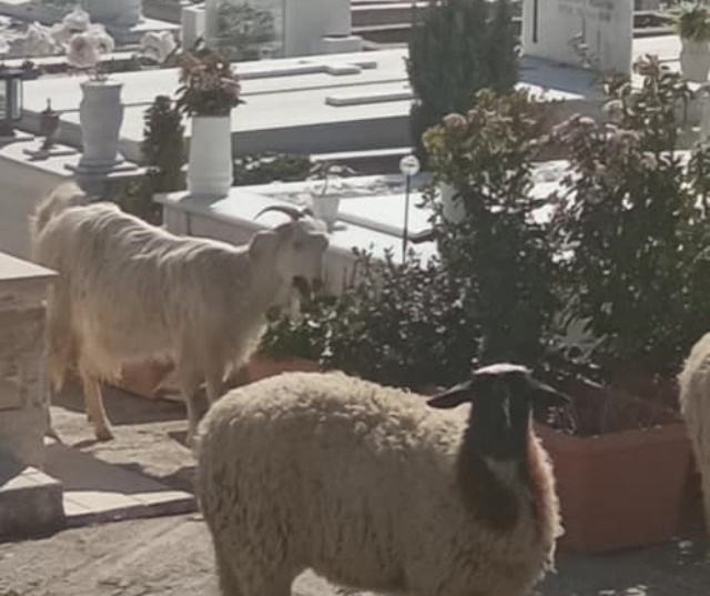Δημοτικό Κοιμητήριο Σπάτων: Ανασφάλεια για τους ζωντανούς, ασέβεια στους νεκρούς (Εικόνες σοκ)
