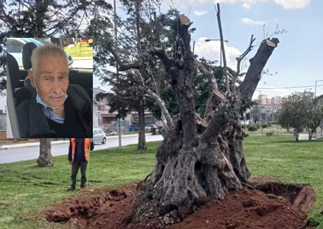 Κορωπί: Επιτυχημένη η μεταφύτευση εμβληματικής ελιάς που «ζει» από τα χρόνια του Χριστού έως σήμερα! (Φωτός)