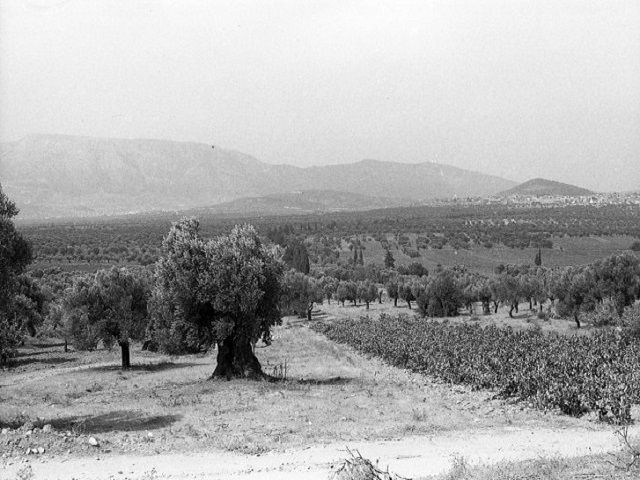 Επιστήμονες, αγρότες κρούουν κώδωνα κινδύνου για τη λειψυδρία που «εξαφανίζει» τις καλλιέργειες στη ΝΑ Αττική! 