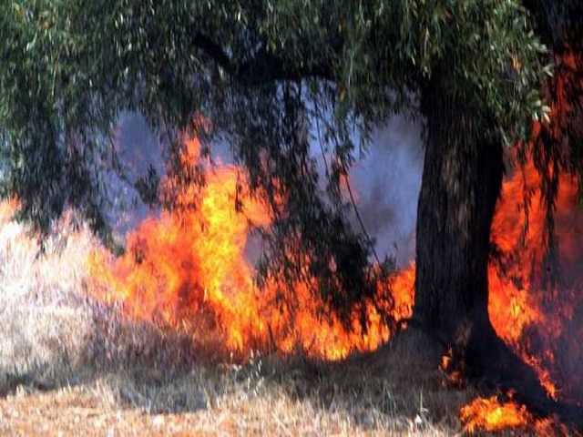 Δήμος Παιανίας: Μετά την έναρξη της αντιπυρικής περιόδου συστάθηκε το Συντονιστικό Τοπικό Όργανο Πολιτικής Προστασίας! 
