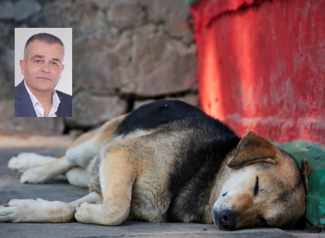Γιατί καθυστερεί η δημιουργία Καταφυγίου αδέσποτων στον Δήμο Λαυρεωτικής (Συνέντευξη) 
