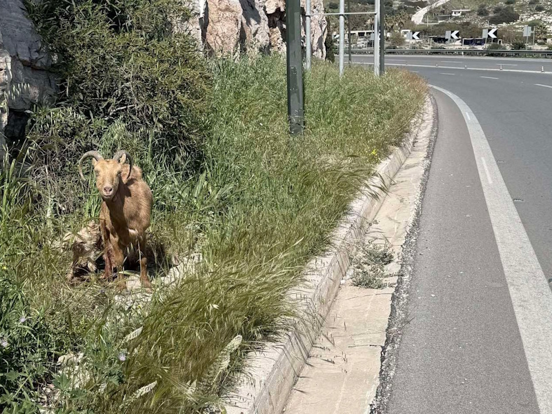 Κατσικούλα γέννησε στην άκρη της Αθηνών–Σουνίου – Εθελοντές έσωσαν τη μικρή οικογένεια