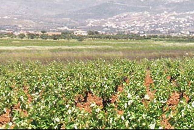 Πέμπτη «δύναμη» της Ελλάδας η Αττική στα οινάμπελα, σύμφωνα με την ΕΛΣΤΑΤ! (Πίνακες)