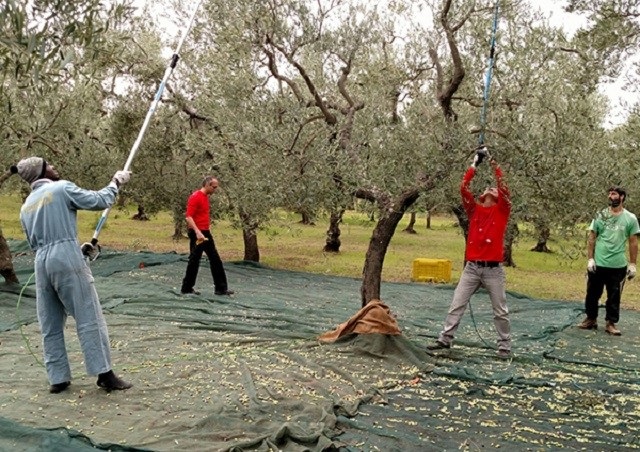 Έτσι θα μετακινούνται όσοι θέλουν να μαζέψουν ελιές