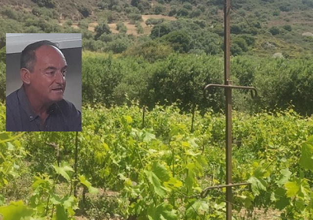 Στοιχεία σοκ για τη φετινή παραγωγή λαδιού και κρασοστάφυλων στα Μεσόγεια (Συνέντευξη)