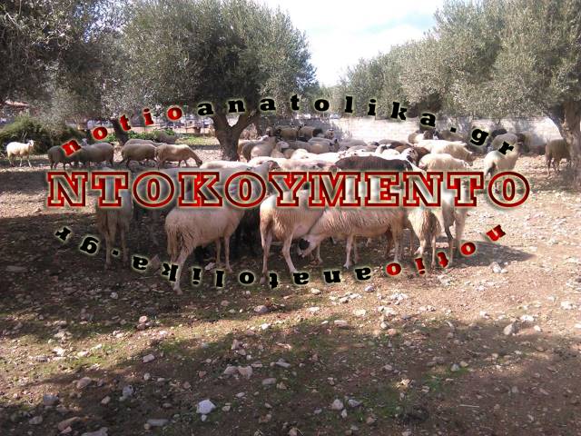 Έτσι καταστρέφουν την αγροτική σοδειά των Μεσογείων ασυνείδητοι κτηνοτρόφοι (Φωτογραφίες – ντοκουμέντο) 
