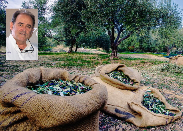 Ανομβρία και έλλειψη εργατικών χεριών προκαλούν προβλήματα στην ελαιοκομιδή στα Μεσόγεια (Συνέντευξη)