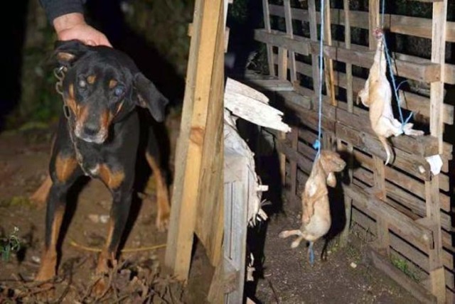 Να τηρείται η αυτόφωρη διαδικασία για όσους βασανίζουν ζώα, παραγγέλει η Εισαγγελία του Αρείου Πάγου 