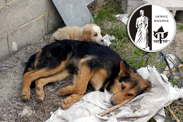 Παιανία: Αδιαφορία για τα αδέσποτα 