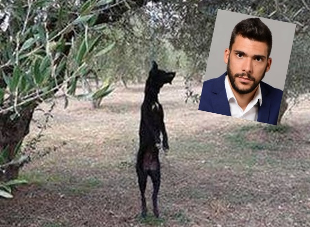 Έντονη αντίδραση του εντεταλμένου για τα αδέσποτα δημοτικού συμβούλου Κορωπίου, Κωνστ. Κωνσταντάρα για το έγκλημα στην Προσπάλτα!