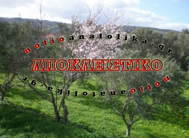 Νέα Μάκρη: Το… βαποράκι ναρκωτικών που έκλεβε και ξύλα!
