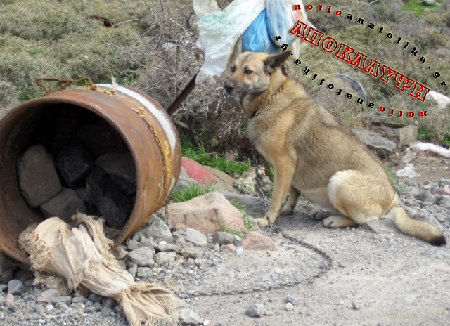 Τέσσερις περιπτώσεις κακοποίησης ζώων σε δύο εικοσιτετράωρα σε Καλύβια, Κορωπί και Παλλήνη!