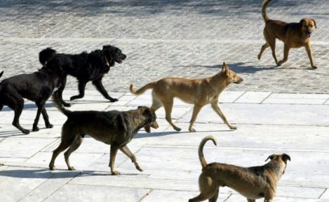 Προσπάθεια του Δήμου Κρωπίας να καθησυχάσει την κοινή γνώμη μετά τις επιθέσεις αδεσπότων κατά πολιτών στο κέντρο του Κορωπίου!