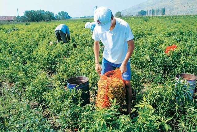 Ημερίδες για τα Σχέδια Βελτίωσης των γεωργικών εκμεταλλεύσεων σε Παιανία και Μαραθώνα!