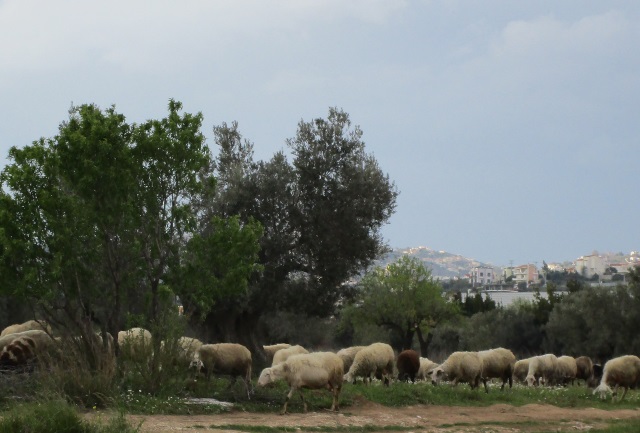 Ο Αγροτικός Συνεταιρισμός Παιανίας και η παράνομη βόσκηση στα Μεσόγεια!