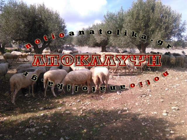 Καταγγελίες σοκ: Ασυνείδητοι βοσκούν παράνομα στα Μεσόγεια και “σερβίρουν” γκουρμέ δηλητήριο (;) (Video)