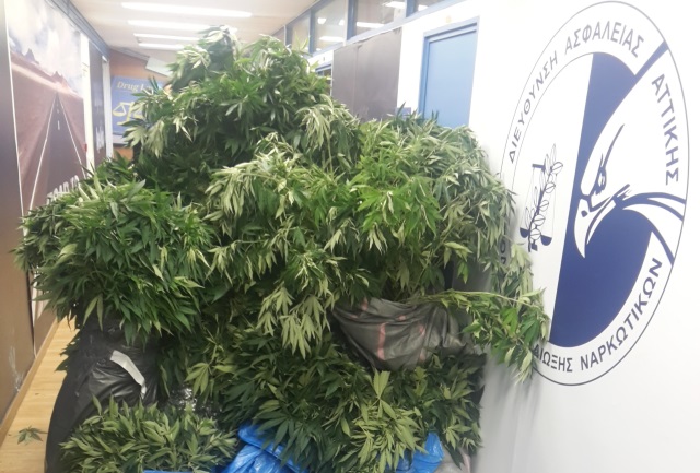 4 εκατομμύρια ευρώ είχε “βγάλει” το βιετναμέζικο καρτέλ καλλιέργειας και διακίνησης χασίς σε τρία σπίτια στον Νέο Βουτζά! (Φωτός)
