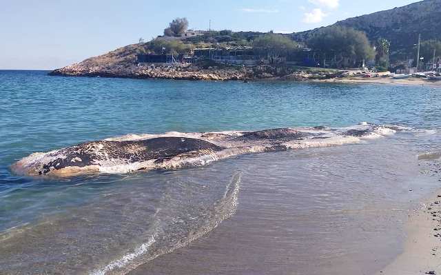 Κήτος στην παραλία της Κακιάς Θάλασσας Κερατέας! (Φωτός) 