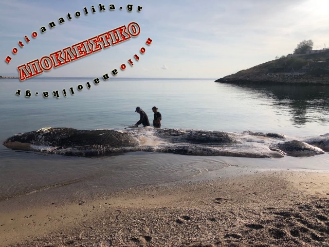 Δήμος Λαυρεωτικής, «Πέλαγος» και WWF ψάχνουν λύση στο πρόβλημα του κήτους στην παραλία της Κακιάς Θάλασσας! 