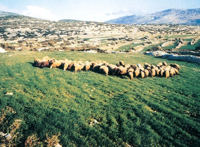Στα σκαριά κτηνοτροφικό πάρκο στη Φυλή, στους πρόποδες της Πάρνηθας! (Φωτό)