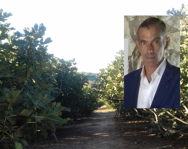 Διευκρινίσεις Αλ. Κολιαβασίλη για το θέμα της αποζημίωσης των συκοπαραγωγών του Μαρκοπούλου